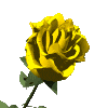 Желтая роза анимация