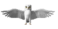 Белая сова анимированное изображение