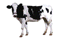 Корова - серия анимашки животные